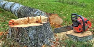 How Our Tree Care Process Works  in  Grant Valkaria, FL