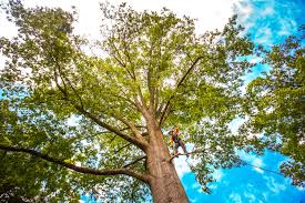 Best Stump Grinding and Removal  in Grant Valkaria, FL