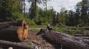 Best Tree and Shrub Care  in Grant Valkaria, FL