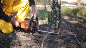 Best Emergency Tree Removal  in Grant Valkaria, FL