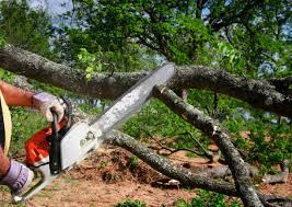 Best Tree Removal  in Grant Valkaria, FL