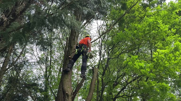 Professional Tree Services in Grant Valkaria, FL