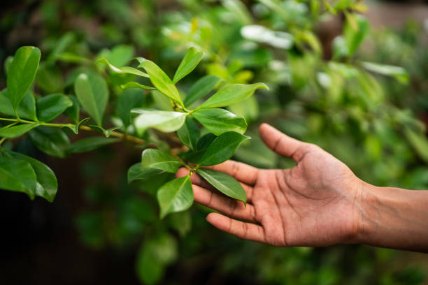 Best Pest Control for Lawns  in Grant Valkaria, FL