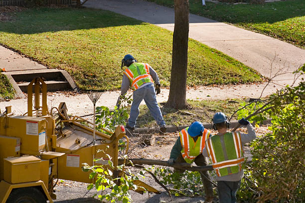 Best Root Management and Removal  in Grant Valkaria, FL
