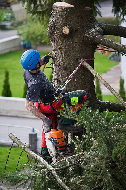 Best Organic Lawn Care Solutions  in Grant Valkaria, FL