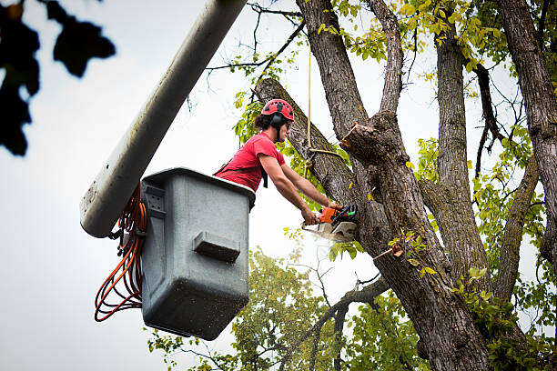 Grant Valkaria, FL Tree Services Pros