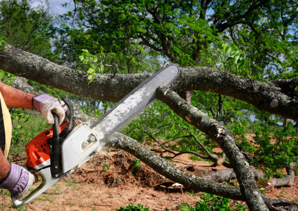 Best Tree Disease Treatment  in Grant Valkaria, FL